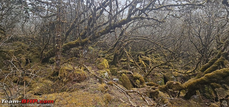 The Iconic Goechala Trek in Sikkim-go-96.jpg