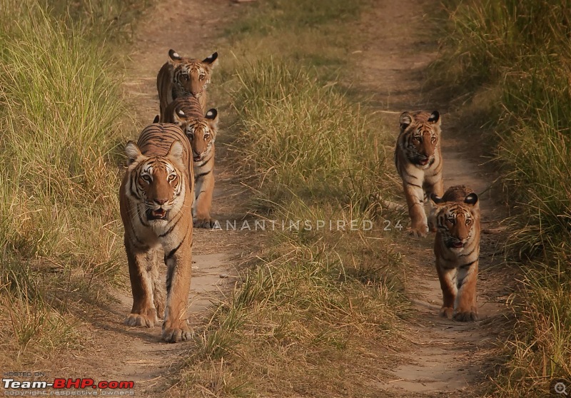 Corbett | Close encounters of the Tiger kind-_1042954.jpg