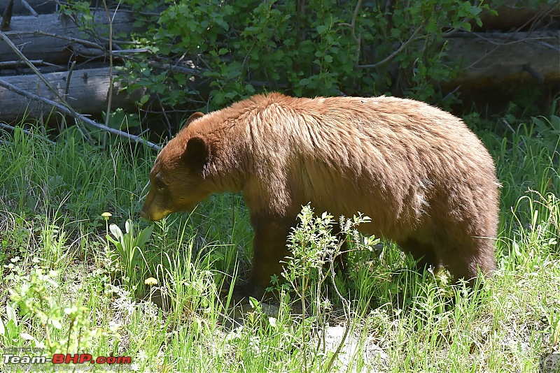 California to Yellowstone - A drive across Six States-ys47.jpg