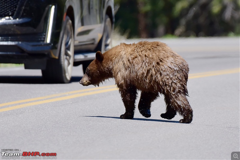 California to Yellowstone - A drive across Six States-ys48.jpg