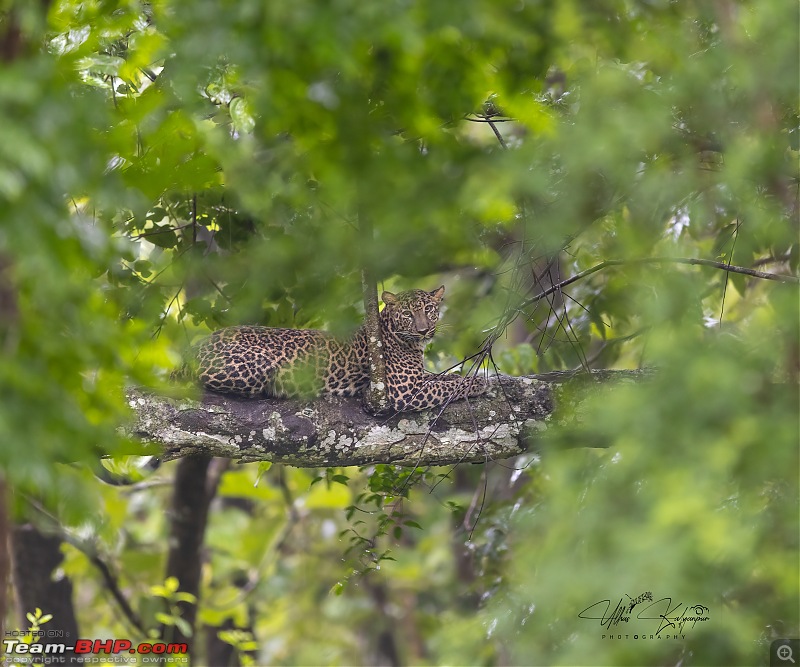 Drive to Mudumalai & Nagarahole | Monsoon - Long Drive - Wildlife: A perfect getaway-leopard-day1.jpg