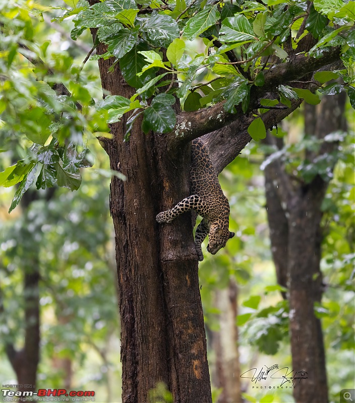 Drive to Mudumalai & Nagarahole | Monsoon - Long Drive - Wildlife: A perfect getaway-leopard-copy.jpg