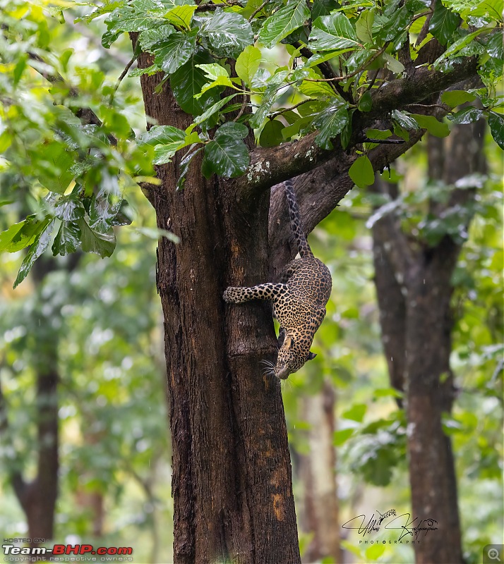 Drive to Mudumalai & Nagarahole | Monsoon - Long Drive - Wildlife: A perfect getaway-leopard2-copy.jpg