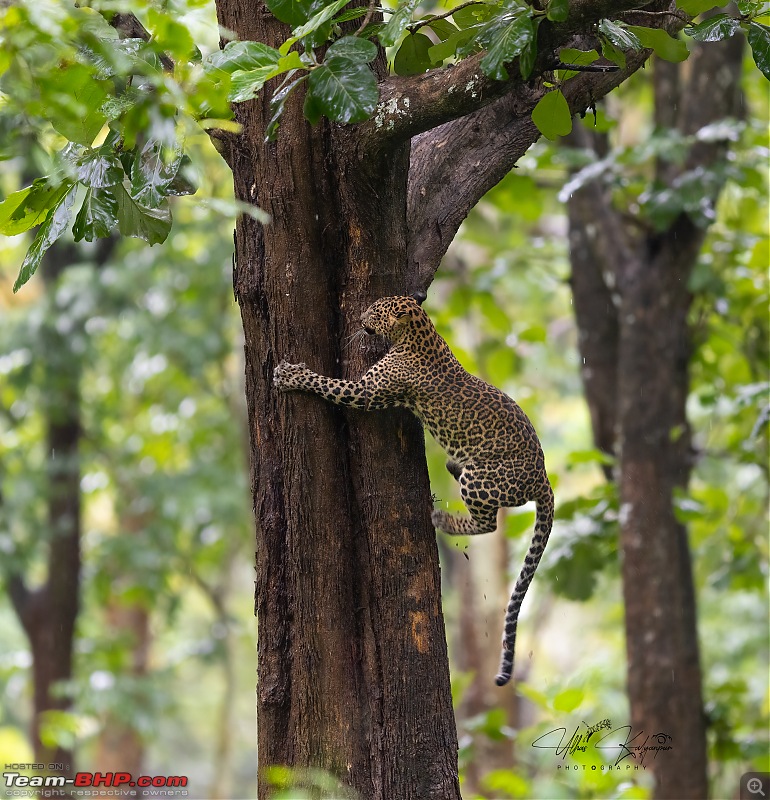 Drive to Mudumalai & Nagarahole | Monsoon - Long Drive - Wildlife: A perfect getaway-leopard3-copy.jpg