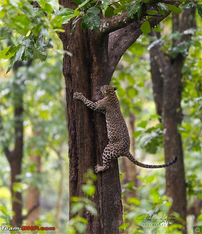 Drive to Mudumalai & Nagarahole | Monsoon - Long Drive - Wildlife: A perfect getaway-leopard5-copy.jpg