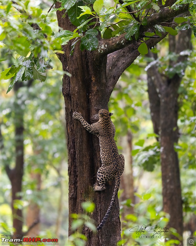 Drive to Mudumalai & Nagarahole | Monsoon - Long Drive - Wildlife: A perfect getaway-leopard6-copy.jpg