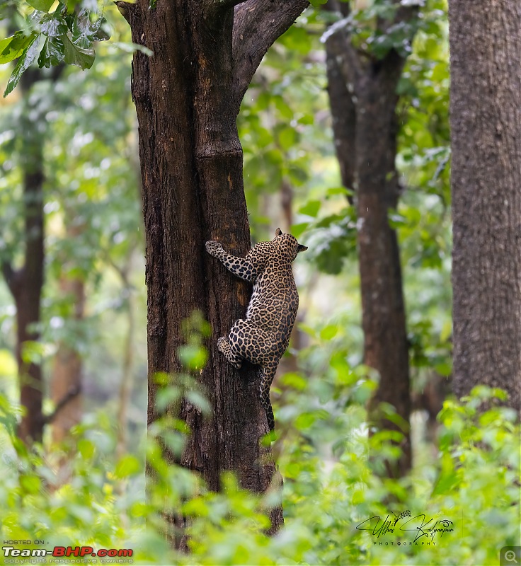 Drive to Mudumalai & Nagarahole | Monsoon - Long Drive - Wildlife: A perfect getaway-leopard7-copy.jpg