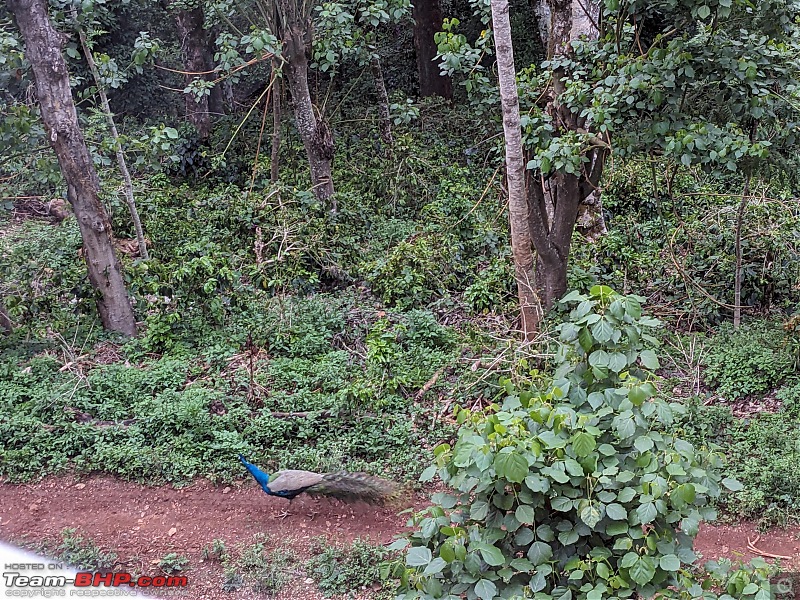 Stay at a beautiful homestay in Chikmagalur-peacock.jpg