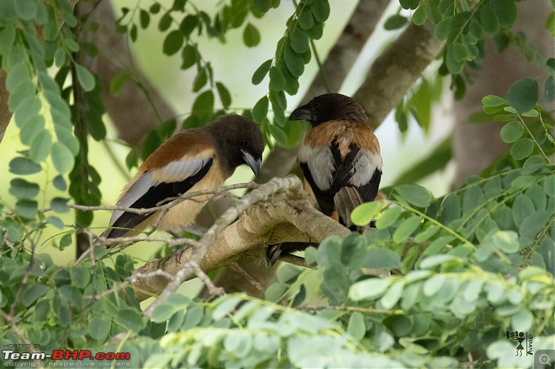 TheRedSparkle Story: B for Bandipur, B for Birding!-img_5388.jpg