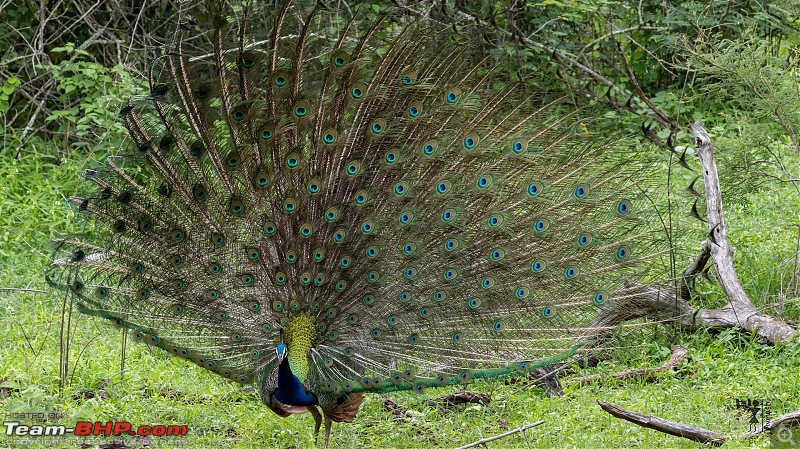 TheRedSparkle Story: B for Bandipur, B for Birding!-img_5403.jpeg