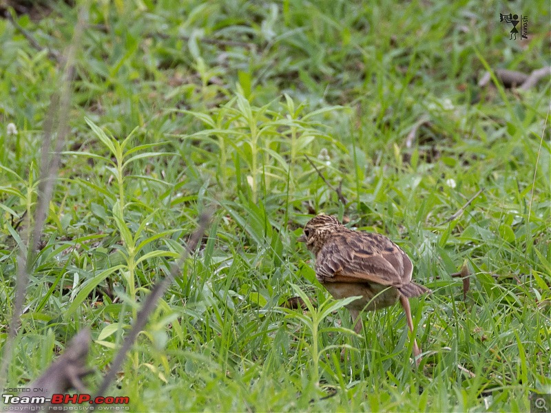 TheRedSparkle Story: B for Bandipur, B for Birding!-img_5407.jpeg