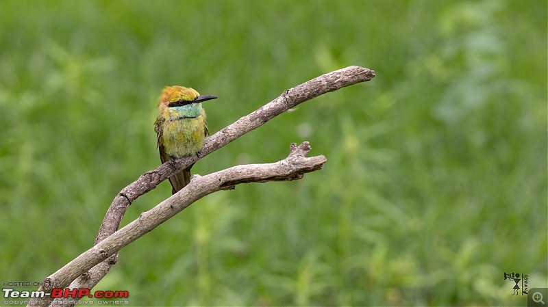 TheRedSparkle Story: B for Bandipur, B for Birding!-img_5409.jpeg