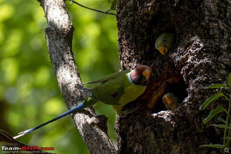 TheRedSparkle Story: In search of feathers and paws!-32.-plumheaded-parakeet-staring-family.jpg