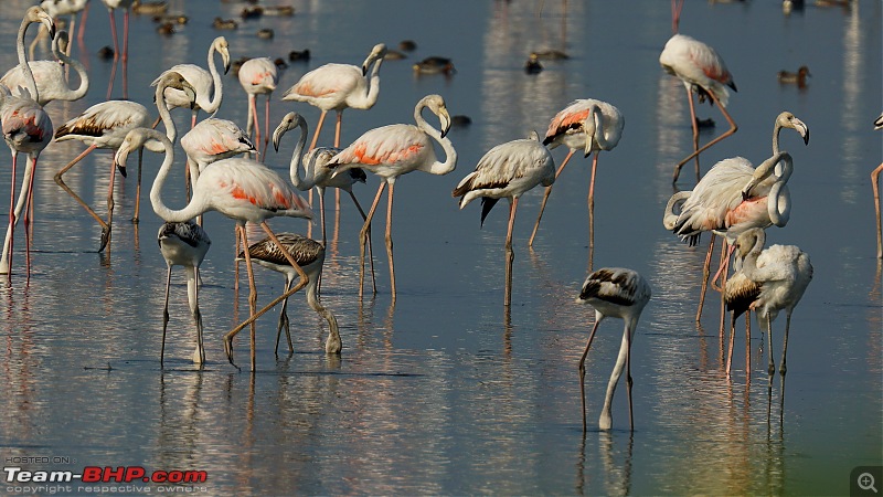 Watching Flamingos and migratory birds on  the ECR-dsc01086.jpg