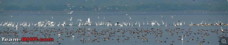 Watching Flamingos and migratory birds on  the ECR-dsc09821_1.jpg