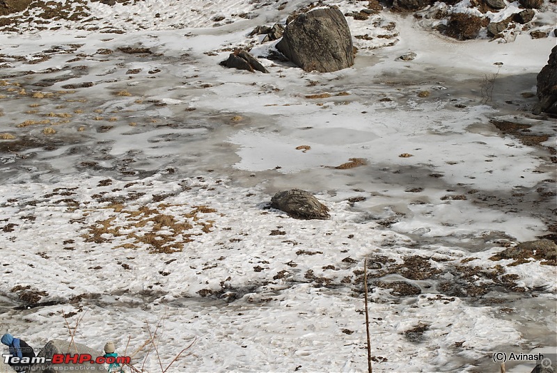 Himachal Pradesh : "The Great Hunt for Snowfall" but found just snow-dsc_1724.jpg
