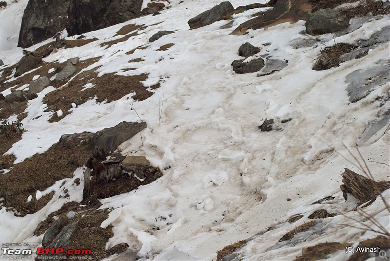 Himachal Pradesh : "The Great Hunt for Snowfall" but found just snow-dsc_1767.jpg
