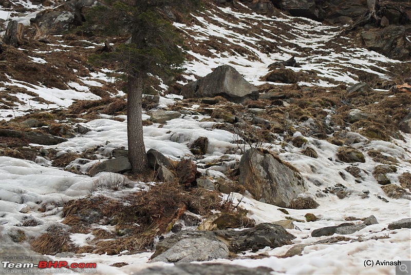 Himachal Pradesh : "The Great Hunt for Snowfall" but found just snow-dsc_1769.jpg