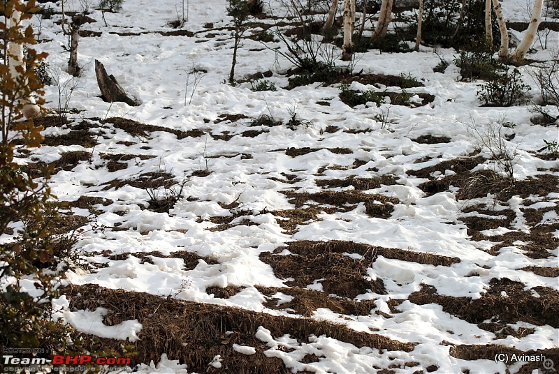 Himachal Pradesh : "The Great Hunt for Snowfall" but found just snow-dsc_1818.jpg