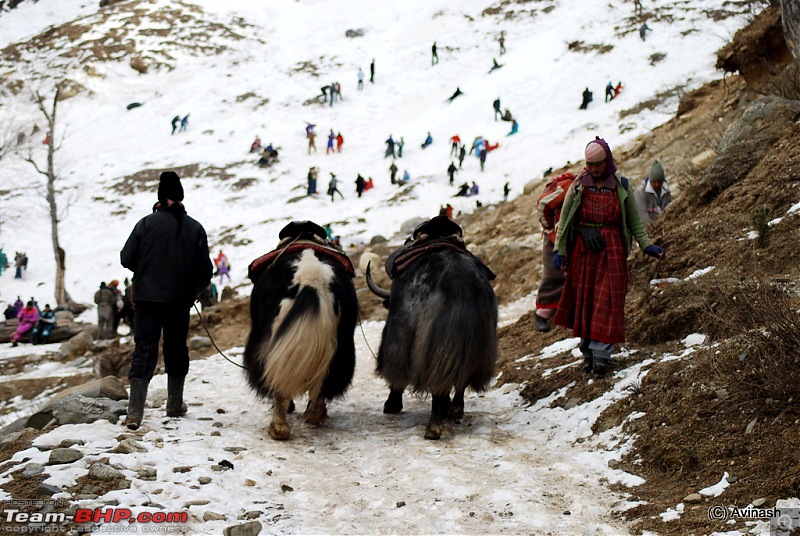 Himachal Pradesh : "The Great Hunt for Snowfall" but found just snow-dsc_1807.jpg