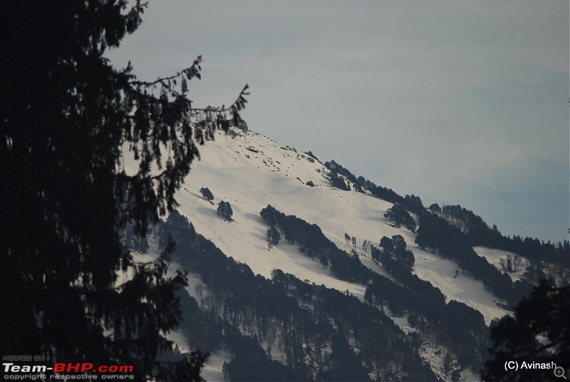 Himachal Pradesh : "The Great Hunt for Snowfall" but found just snow-dsc_1985.jpg