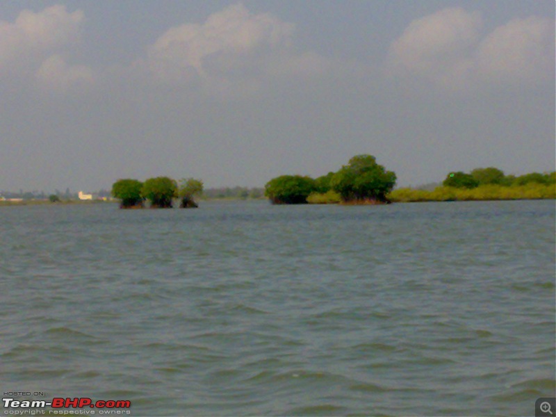 A journey to the world's second largest mangrove forest.-pichavaram2.jpg