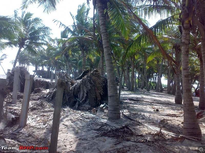 A journey to the world's second largest mangrove forest.-pichavaram12.jpg