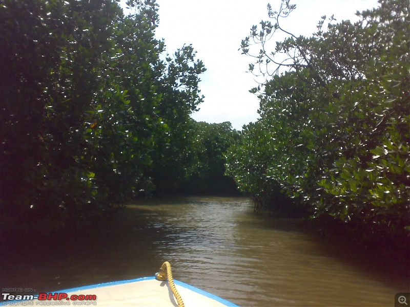 A journey to the world's second largest mangrove forest.-pichavaram33.jpg