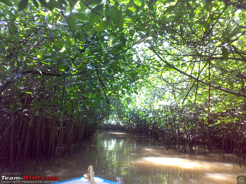 A journey to the world's second largest mangrove forest.-pichavaram35.jpg