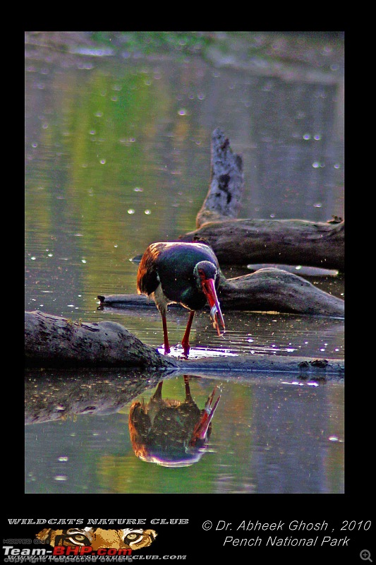 Tadoba, Pench forests, wildlife and 4 tigers!-black-stork-fish.jpg