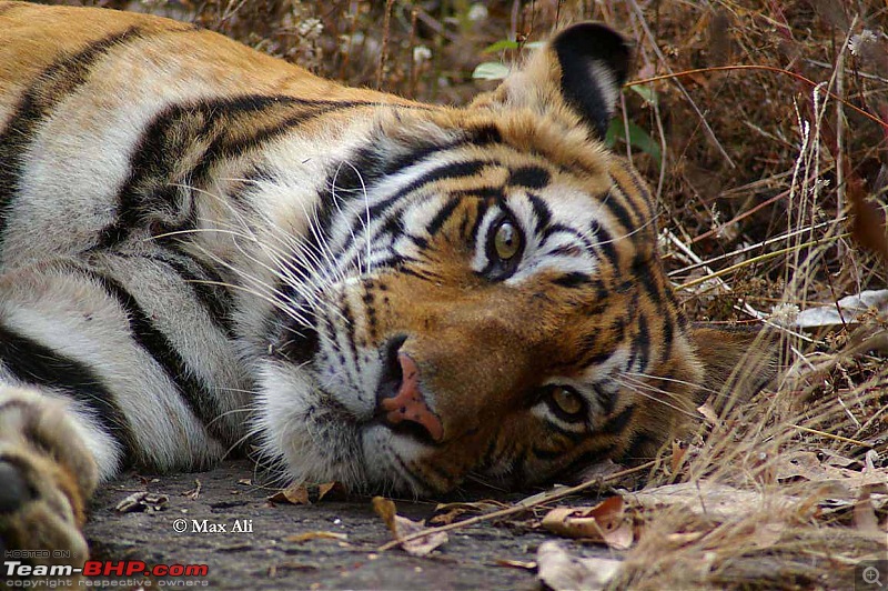 Tadoba, Pench forests, wildlife and 4 tigers!-tigress-killed-2-cows-jan-09.jpg