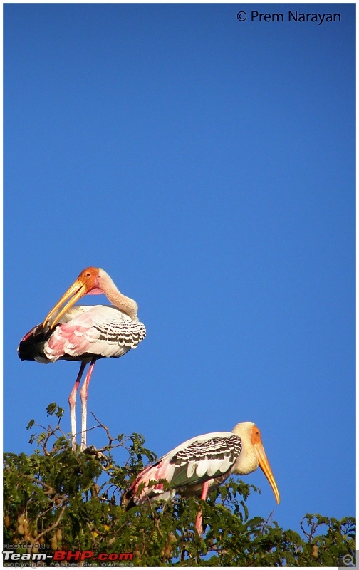 A day visit to Ranganaithittu and Mysore-painted_stork.jpg