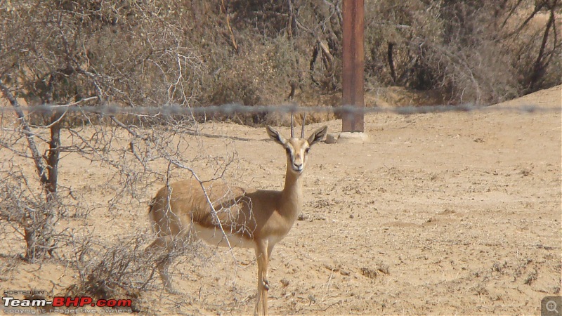 Royal Rajasthan - A 4200km road trip through Rajasthan-deer-1.jpg