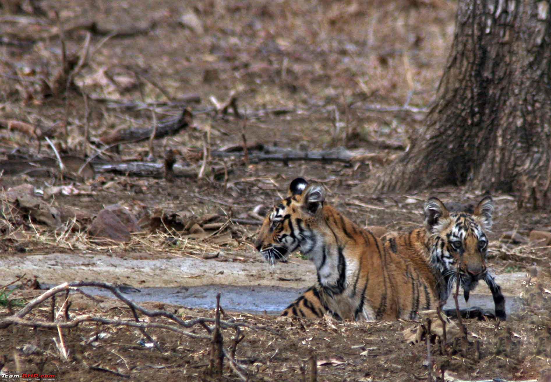 Sibling Play in Tadoba