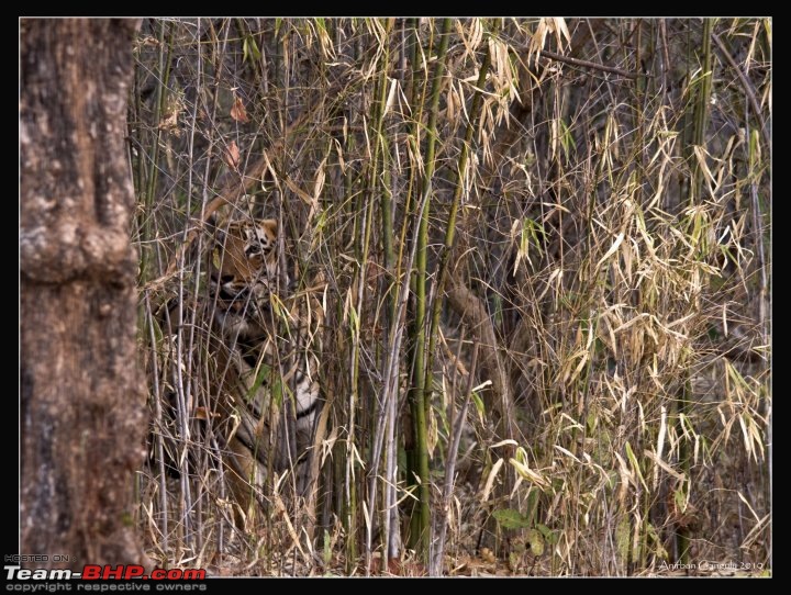 Tadoba, Pench forests, wildlife and 4 tigers!-5.jpg.jpg