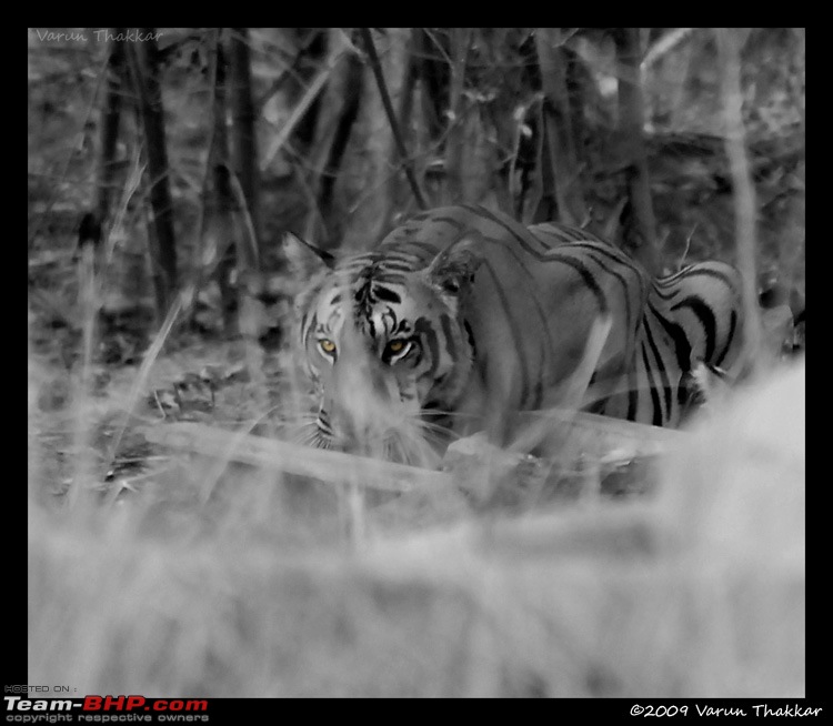 Tadoba, Pench forests, wildlife and 4 tigers!-nagzira-tiger.jpg