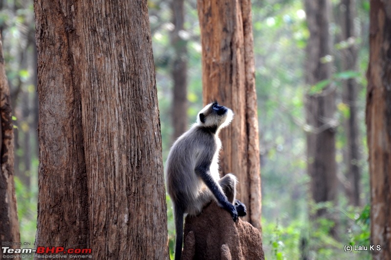 Swifted : Coorg-picture-098.jpg