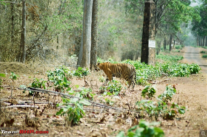 Tadoba, Pench forests, wildlife and 4 tigers!-73110025.jpg
