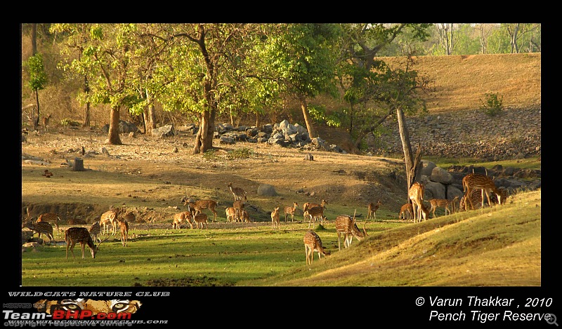 Tadoba, Pench forests, wildlife and 4 tigers!-indicator-healthy-prey-base.jpg