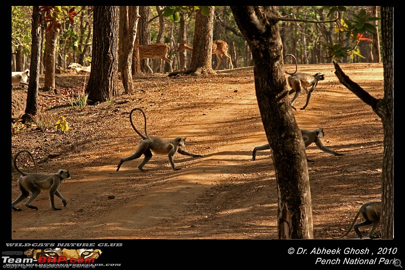 Tadoba, Pench forests, wildlife and 4 tigers!-langurs-move.jpg