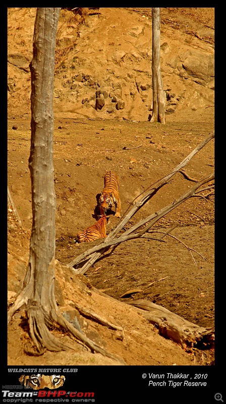 Tadoba, Pench forests, wildlife and 4 tigers!-tiger-smootch.jpg