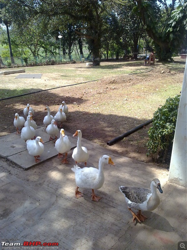 Story of a Barbeque Summer : Kuch Khatta Kuch Meetha.-51-walking-ducks.jpg