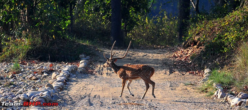 Gurgaon - Jim Corbett - Ranikhet - Gurgaon: The Unsatiated Quest-2139.jpg