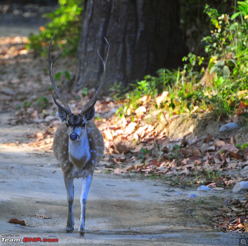 Gurgaon - Jim Corbett - Ranikhet - Gurgaon: The Unsatiated Quest-2145.jpg