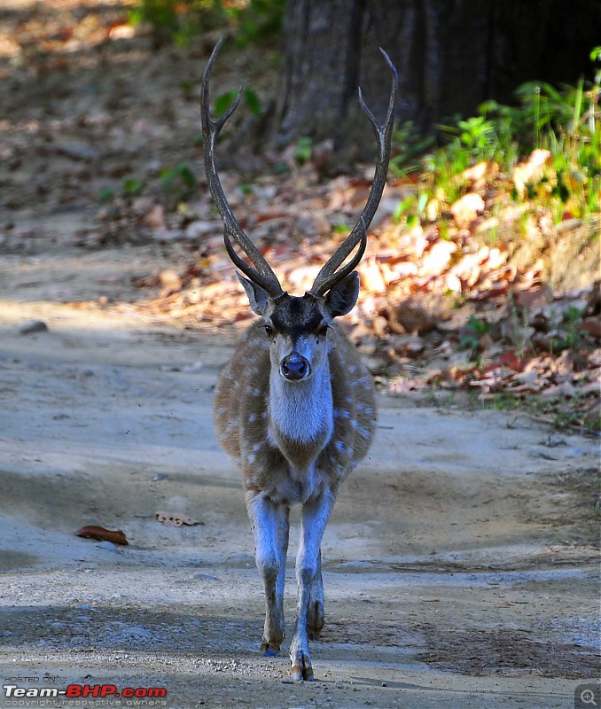 Gurgaon - Jim Corbett - Ranikhet - Gurgaon: The Unsatiated Quest-2146.jpg