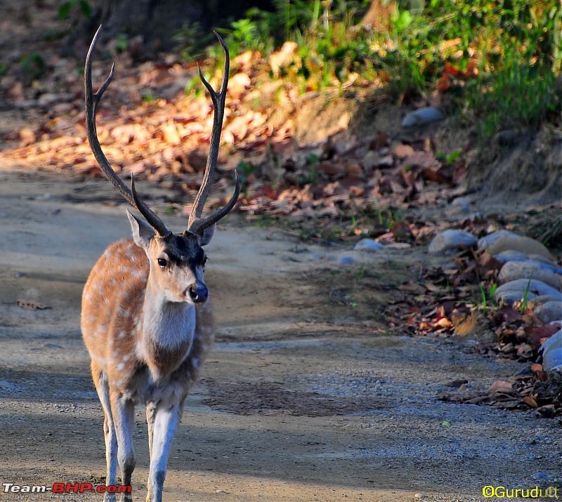 Gurgaon - Jim Corbett - Ranikhet - Gurgaon: The Unsatiated Quest-2147.jpg