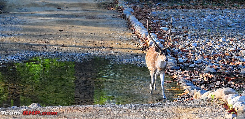 Gurgaon - Jim Corbett - Ranikhet - Gurgaon: The Unsatiated Quest-2150.jpg