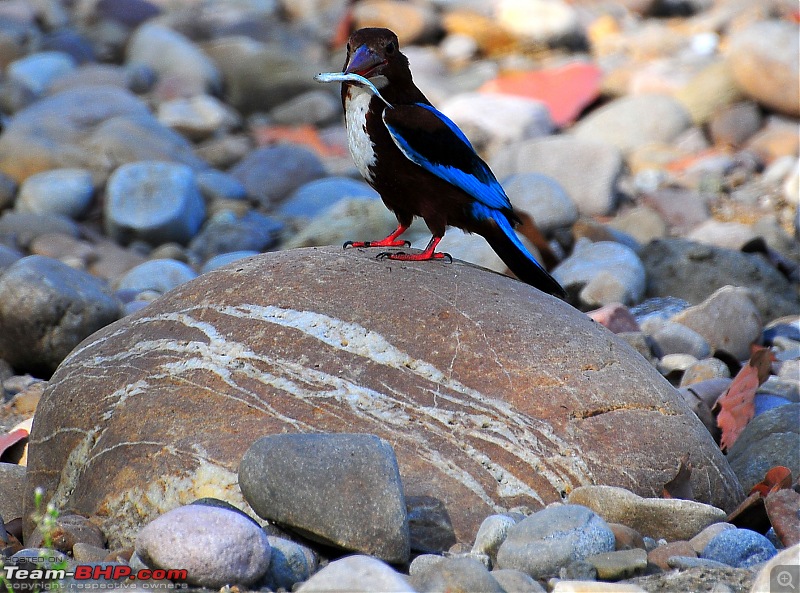 Gurgaon - Jim Corbett - Ranikhet - Gurgaon: The Unsatiated Quest-2174.jpg