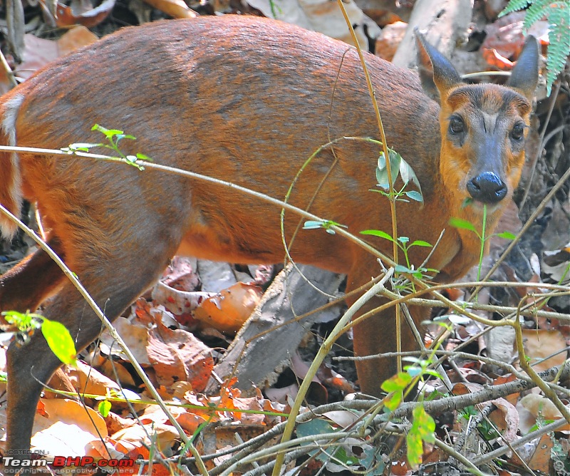 Gurgaon - Jim Corbett - Ranikhet - Gurgaon: The Unsatiated Quest-2306.jpg