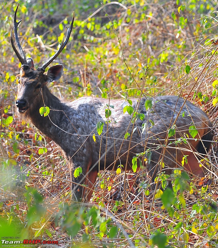 Gurgaon - Jim Corbett - Ranikhet - Gurgaon: The Unsatiated Quest-2311.jpg